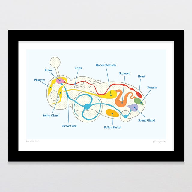 Glenn Jones Art Bee Anatomy Art Print Art Print A4 / Black