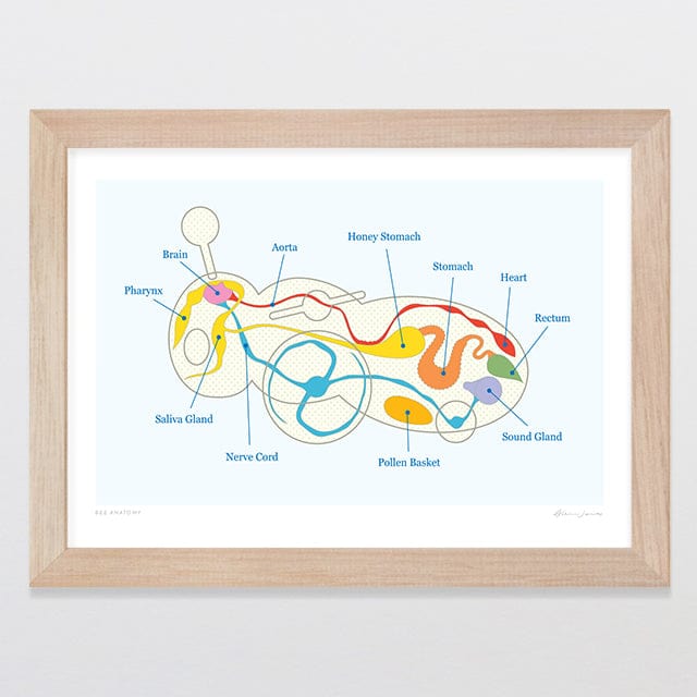 Glenn Jones Art Bee Anatomy Art Print Art Print A4 / Oak