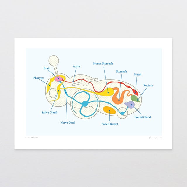 Glenn Jones Art Bee Anatomy Art Print Art Print A4 / Unframed