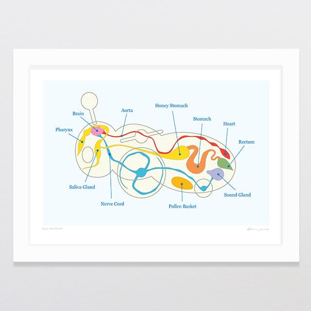 Glenn Jones Art Bee Anatomy Art Print Art Print A4 / White